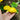 Sunburst Scallop Summer Squash (F1 Hybrid 50 Days) - Vegetables
