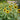 SunBuzz Sunflower - Flowers