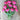 Sunset Tropical Tulip - Fall