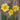 Tahiti Narcissus - Fall