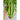 Tango Celery (Organic 80 Days) - Vegetables