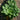 Tatsoi Greens (45-50 Days) - Vegetables