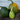 Tatume Summer Squash (Heirloom 50 days) - Vegetables