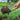Hand holding a garden trowel with soil and plants in a garden setting.