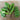 Viroflay Spinach (Heirloom 47 Days) - Vegetables