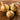 Walla Walla Onion (105 Days) - Vegetables
