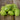 Spikey lime green cucamelons with stems on a wooden surface.