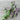 Wild Basil - Herbs