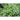 Wild Basil - Herbs