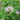 Wild Bergamot - Herbs