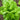 Winter Density Lettuce (28-54 Days) - Vegetables