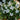 Accent White Impatiens - Flowers