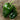 Ancho Hot Pepper (Heirloom 80 Days) - Vegetables