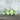 Apple Green Eggplant (70 Days) - Vegetables