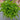 Baby Oakleaf Lettuce (45-50 Days) - Vegetables