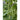 Blue Lake FM1K Pole Bean
