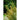 Brightest Brillant Rainbow Quinoa Blend (Organic 90-120 Days) - Vegetables