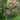 Bring in the Butterflies Collection - Seed Collections