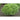 Bush Basil - Herbs