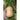 Butterbaby Butternut Winter Squash (F1 Hybrid 100 Days) - Vegetables