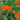 Butterfly Weed Milkweed - Flowers