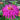 Cactus Flower Mix Zinnia - Flowers