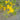 Canary Creeper - Flowers