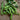 Cascadia Snap Pea (60 days) - Vegetables