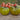 Cherokee Green Tomato (Organic 80 Days) - Vegetables