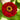 Cherry Queen Zinnia - Flowers