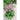 Foxglove - Chinese - Flowers