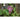 Morning Glory - Chocolate - Flowers