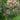 Common Milkweed - Flowers
