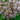 Common Milkweed - Flowers