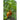 Cubanelle Pepper (65 Days) - Vegetables