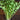 Cutting Celery (80 Days) - Vegetables