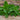 Dolce Fresca Basil - Herbs