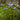 Dondo Blue Ageratum - Flowers