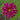 Double Click Cranberries Cosmos - Flowers