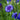 Dwarf Blue Centaurea - Flowers