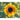Sunflower - Dwarf Music Box - Flowers