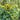 Dwarf Music Box Sunflower - Flowers