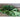 Dwarf Siberian Kale (50 Days) - Vegetables
