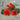 Empress of India Nasturtium - Flowers