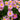 Fall Mum Chrysanthemum - Flowers