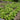 Garden Mesclun Blend (30 days) - Vegetables