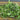 Garden Mesclun Blend (30 days) - Vegetables