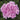 Geranium Maverick Quick Silver