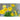 Golden Marguerite - Herbs