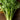 Golden Self Blanching Celery (Heirloom 105 Days) - Vegetables